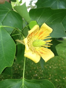 Tree and Shrub Care - Tulip Poplar