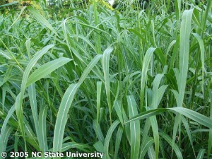 Johnsongrass in a lawn.